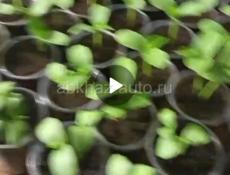 Скоро рассада разного вида