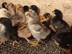 Цыплята 7 дней мясо яичнве 