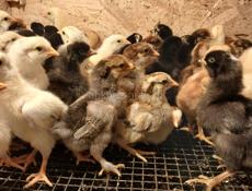 Цыплята 7 дней мясо яичнве 