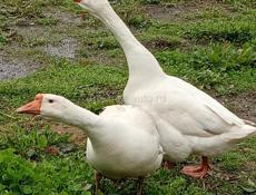 Продам гусей 