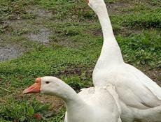 Продам гусей 