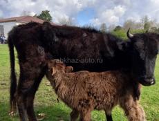 Продаю срочно 