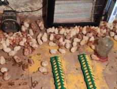 Продаю цыплят несушек