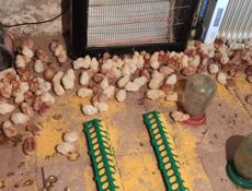 Продаю цыплят несушек 