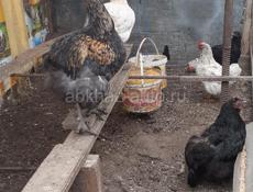 Продаются куры