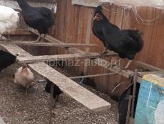 Продаются куры
