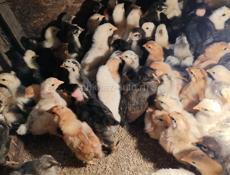 Цыплята 