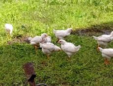 Продаются цыплята доставка от 100шт по очамчырскому району