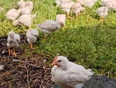 Продаются цыплята доставка от 100шт по очамчырскому району