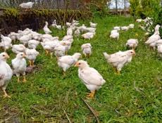 Продаются цыплята  доставка от 100шт по очамчырскому району