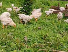 Продаются цыплята доставка от 100шт по очамчырскому району