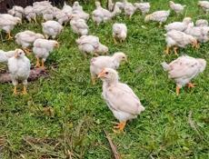 Продаются цыплята доставка от 100шт по очамчырскому району