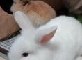 Продам кролика
