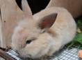 Продам крольчат