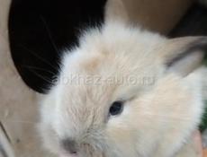 Продам крольчат