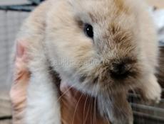Продам крольчат