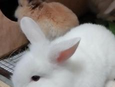 Продам крольчат