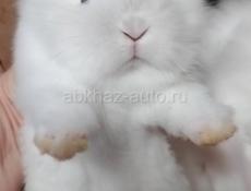 Продам крольчат