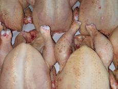 Продам броллеров на мясо.