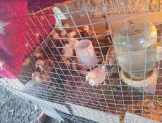 Срочно цеплята большие уже