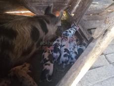 Поросята хорошая парода!!! 