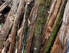 Продаю колушки