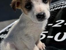 Отдам щенка Девочка. В добрые руки