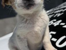 Отдам щенка Девочка. В добрые руки