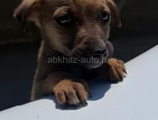 Отдам щенка Девочка. В добрые руки