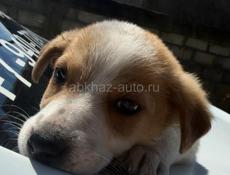 Отдам щенка Девочка. В добрые руки