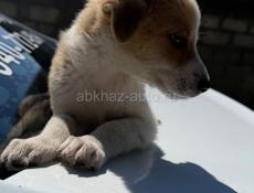 Отдам щенка Девочка. В добрые руки