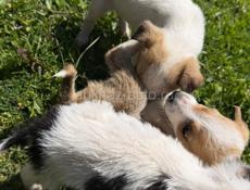 Отдам щенка Девочка. В добрые руки