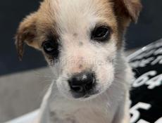 Отдам щенка Девочка. В добрые руки