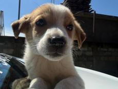 Отдам щенка Девочка. В добрые руки