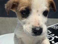 Отдам щенка Девочка. В добрые руки