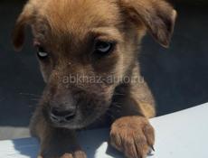 Отдам щенка Девочка. В добрые руки