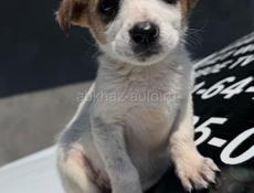 Отдам щенка Девочка. В добрые руки