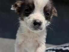 Отдам щенка Девочка. В добрые руки