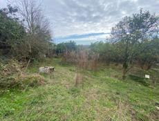 Гагра сабинар