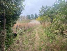 Гагра сабинар