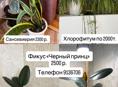 Продам комнатные растения 