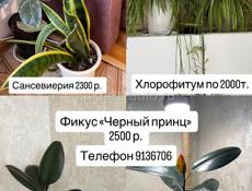 Продам комнатные растения 