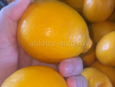 Куплю лимон 