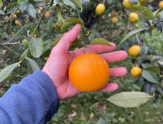 Куплю лимон 