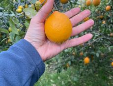 Куплю лимон 