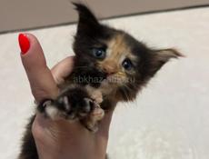 Котёнок Мейн-кун