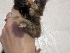 Котёнок Мейн-кун