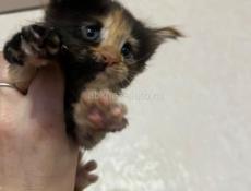 Котёнок Мейн-кун