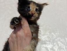 Котёнок Мейн-кун