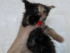 Котёнок Мейн-кун